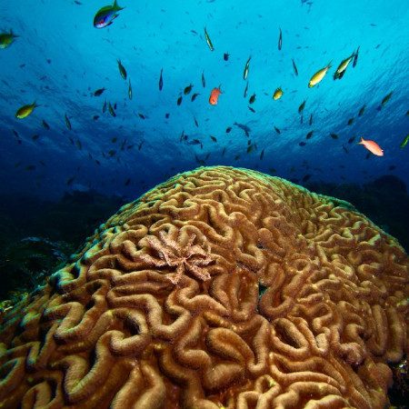 Underwater photo of fish and coral.