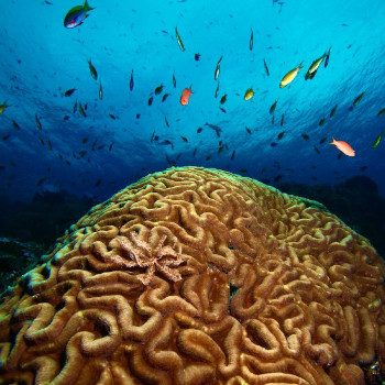 Underwater photo of fish and coral.